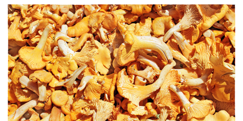 CHANTERELLE MUSHROOM